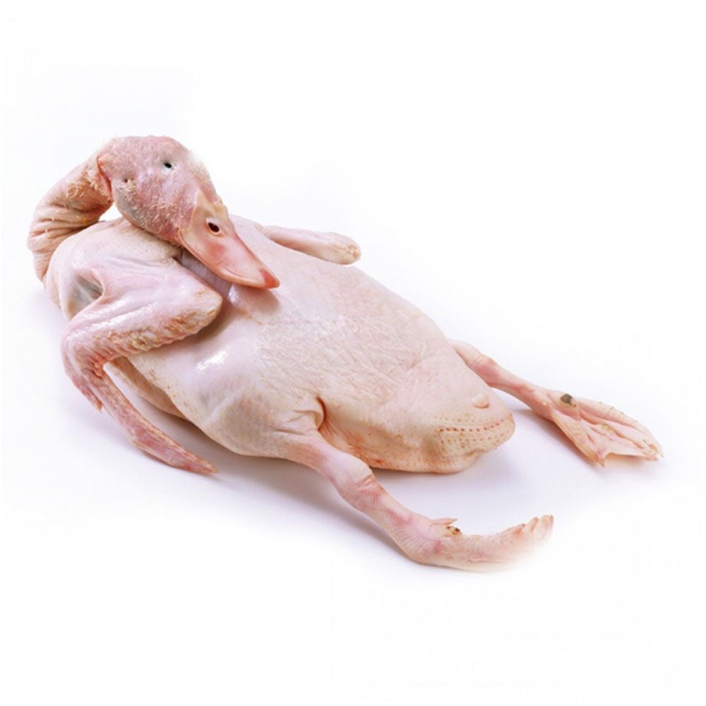 Product Info Image 4