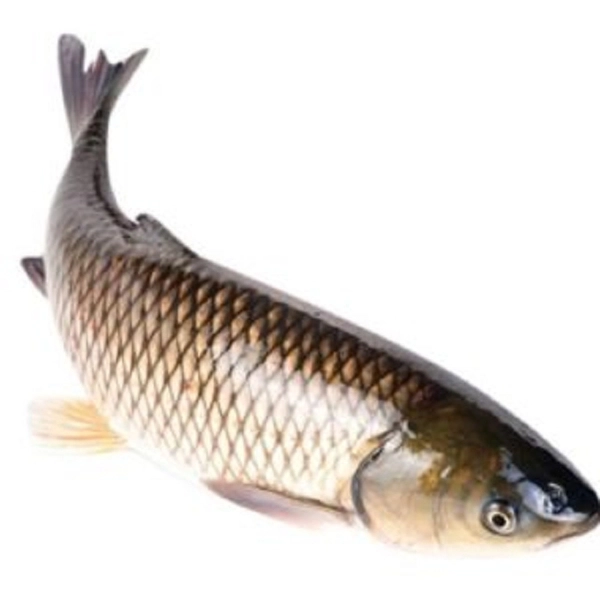 Product Info Image 2