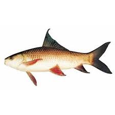 Product Info Image 3