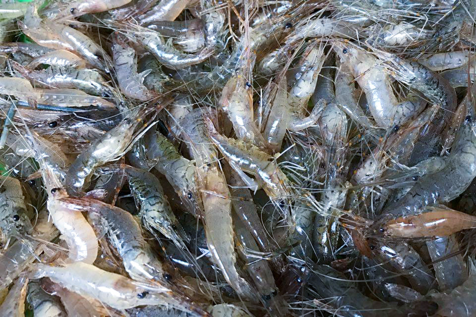 Product Info Image 8