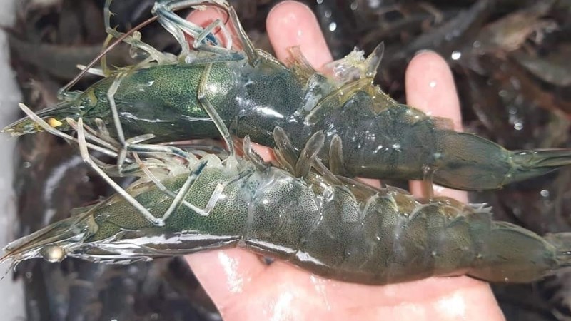 Product Info Image 10