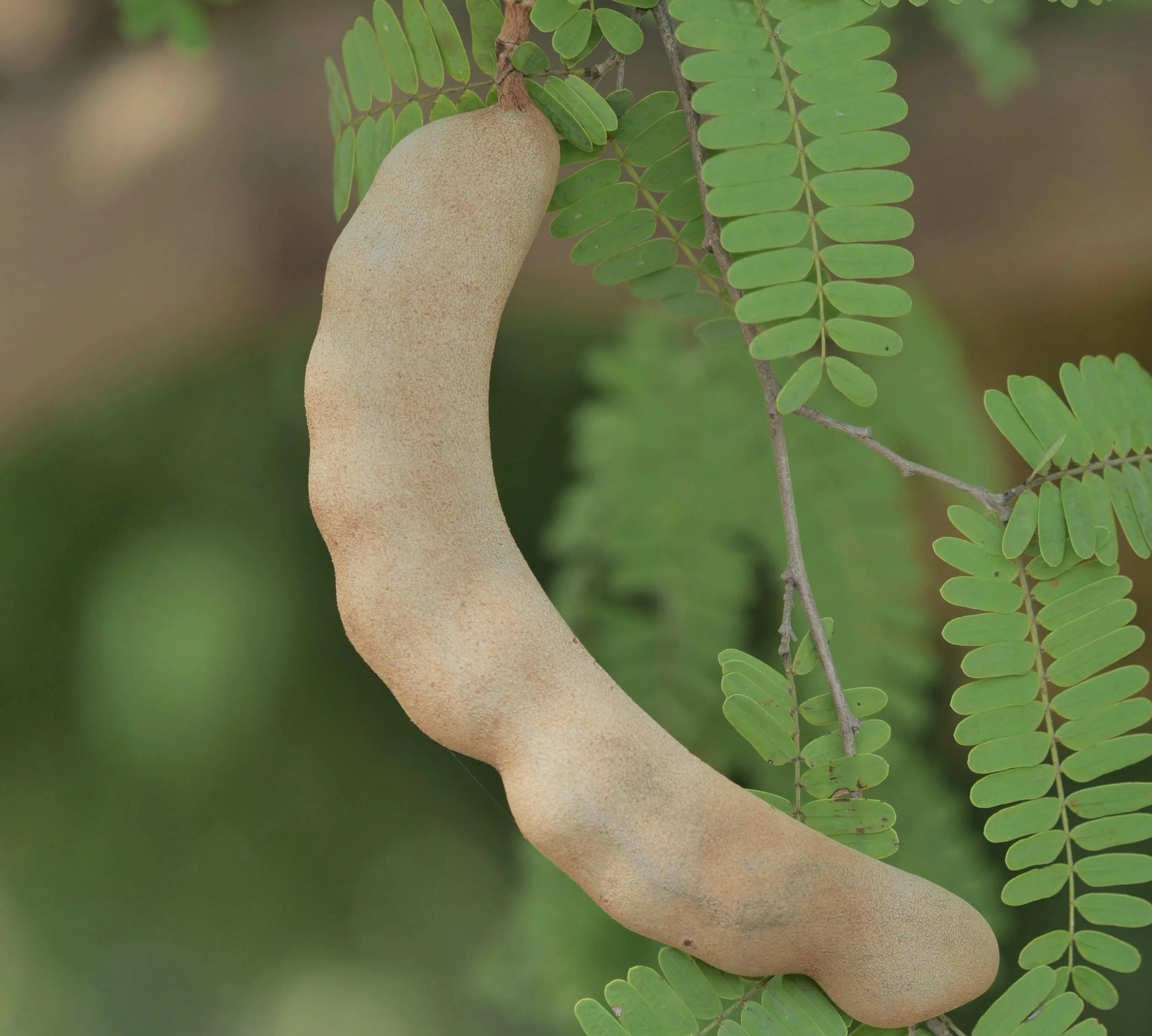 Product Info Image 33