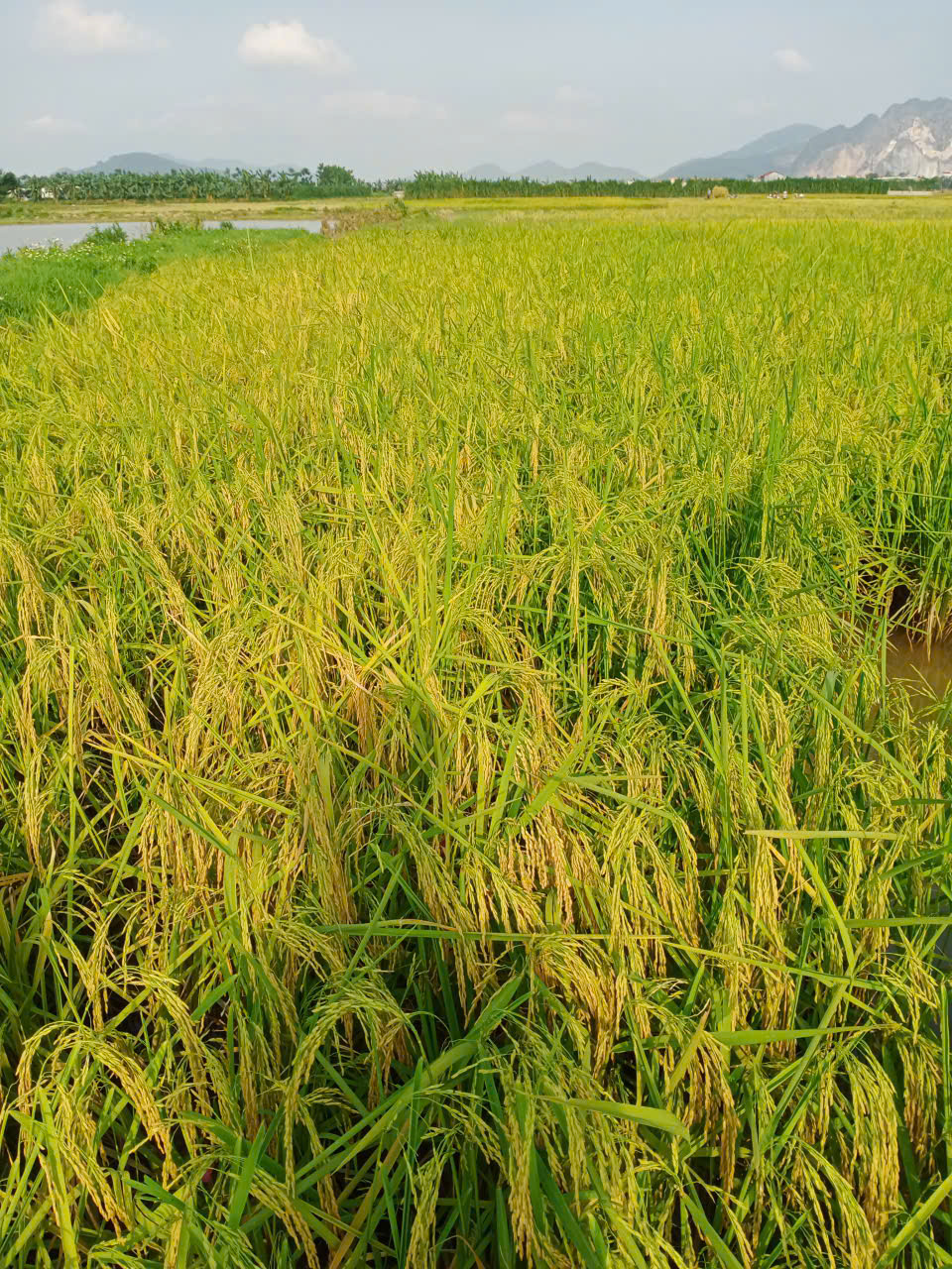 Product Info Image 3