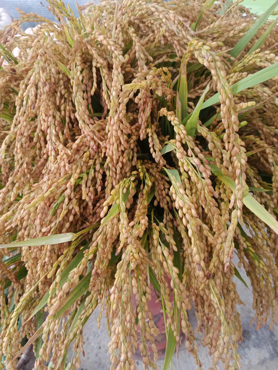 Product Info Image 2