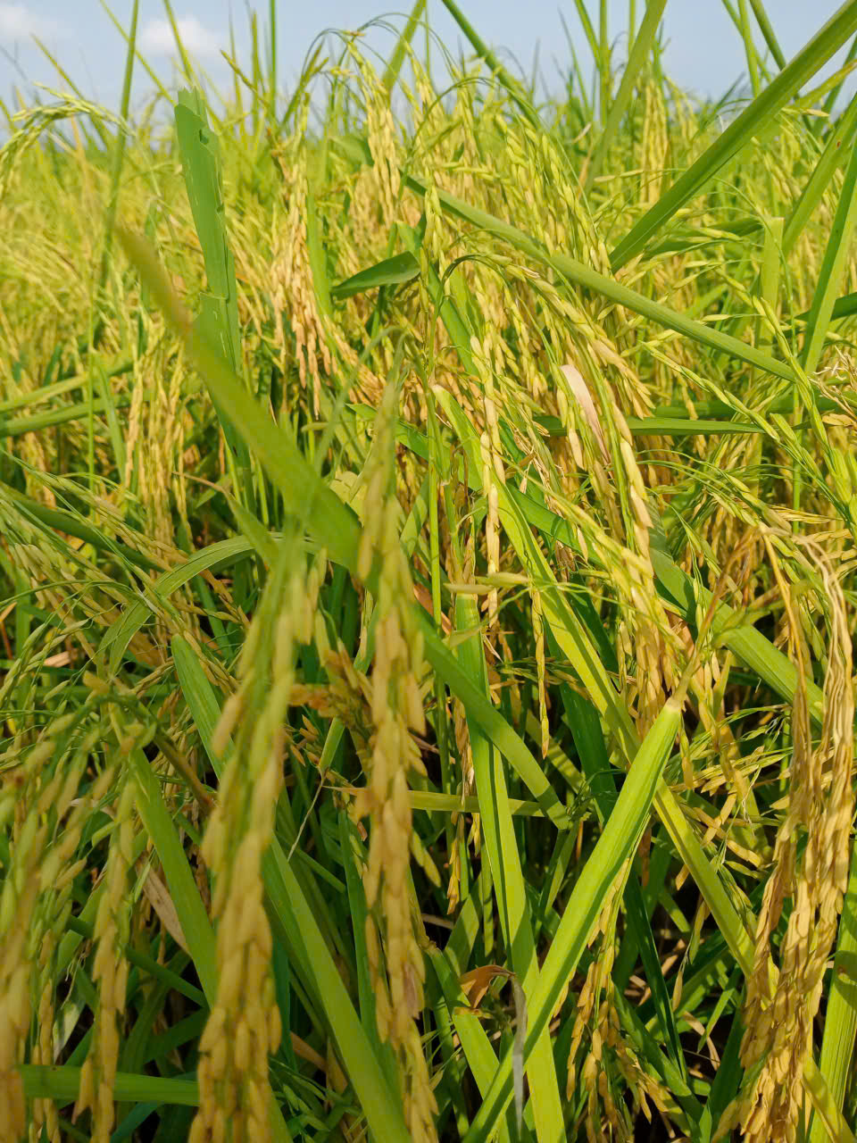 Product Info Image 1