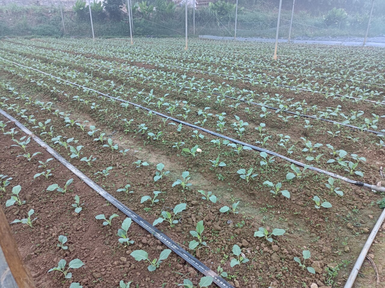 Product Info Image 12