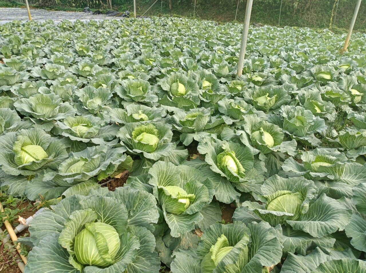 Product Info Image 10