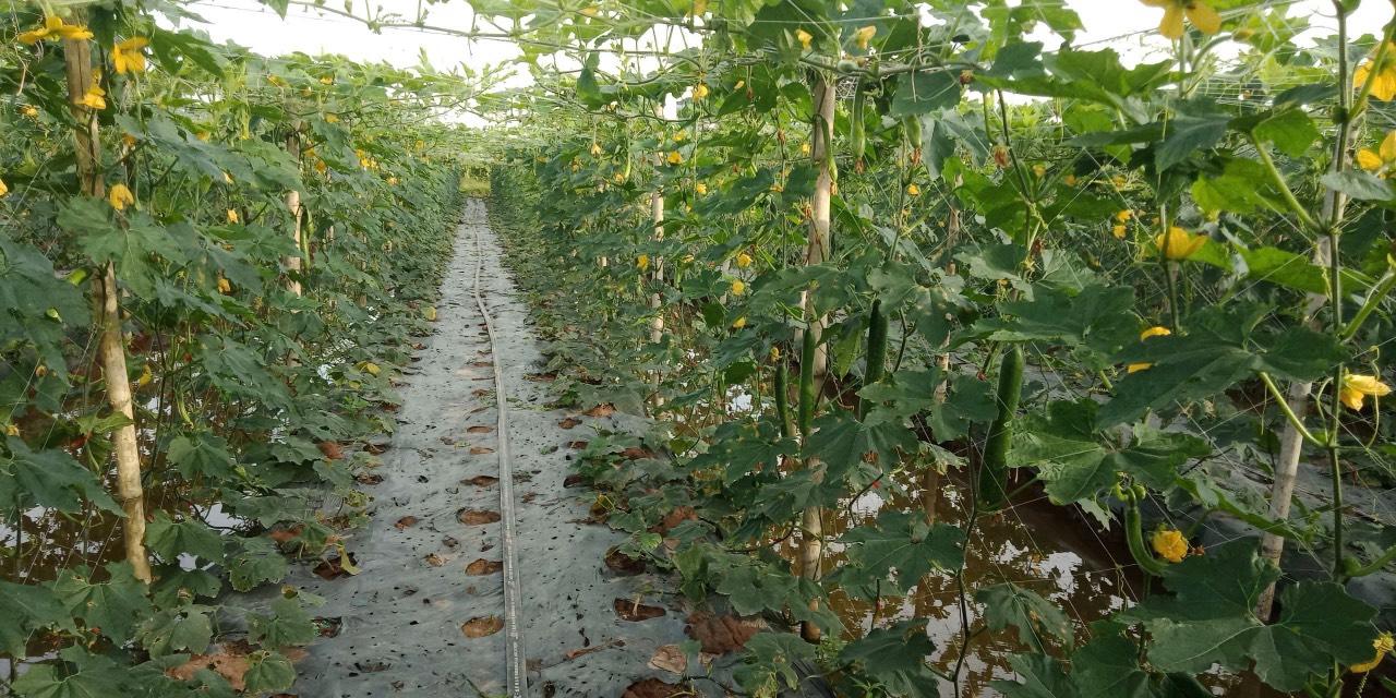 Product Info Image 7