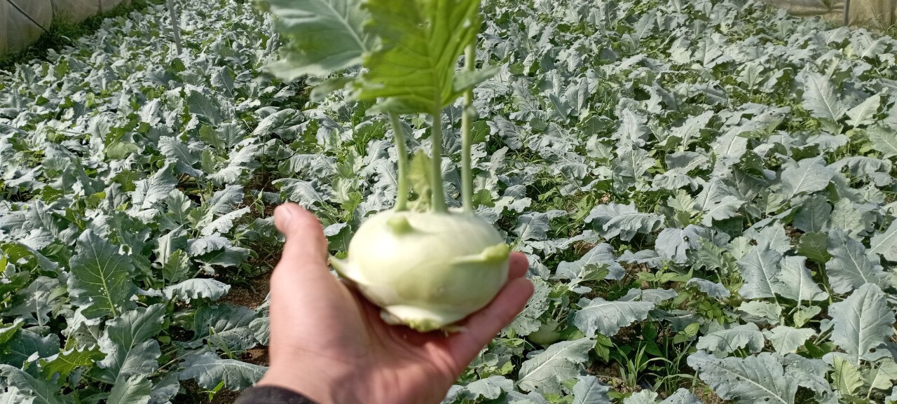 Product Info Image 14