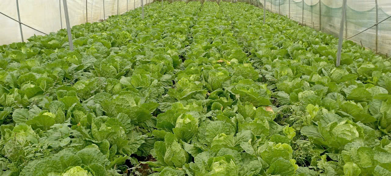 Product Info Image 17