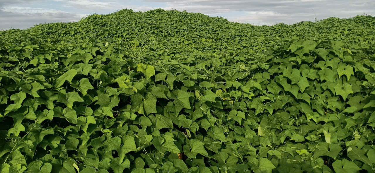 Product Info Image 16