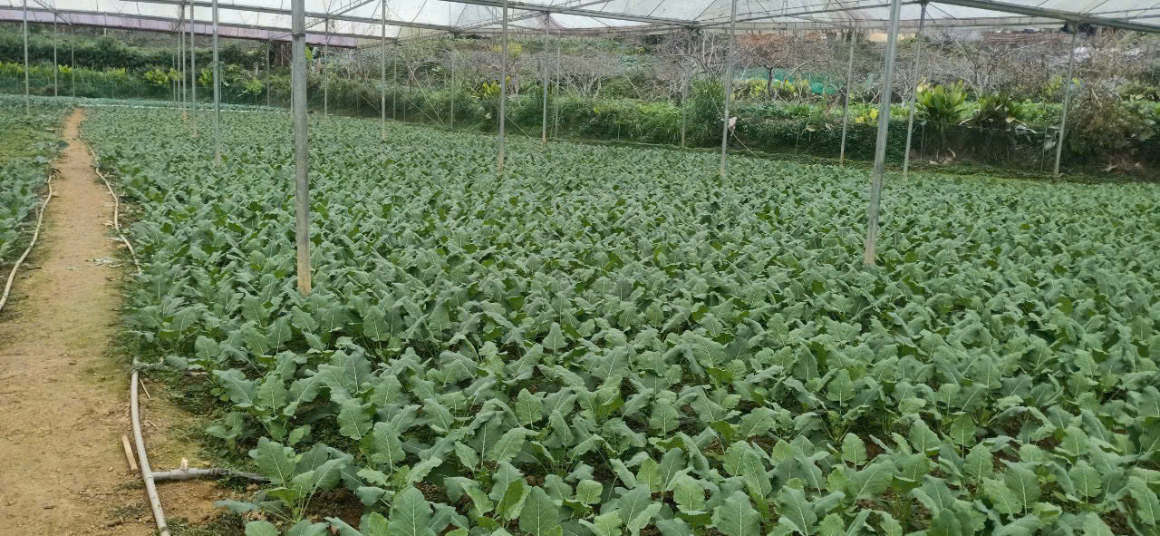 Product Info Image 28