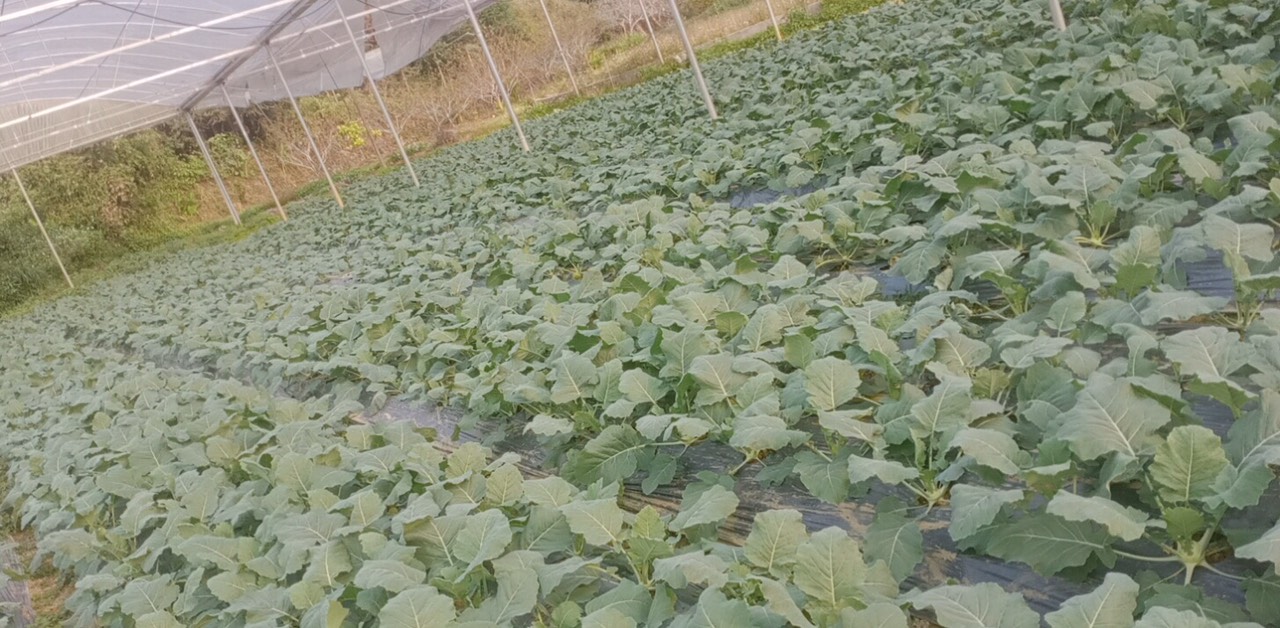 Product Info Image 1