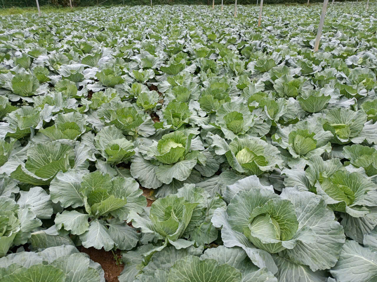 Product Info Image 3