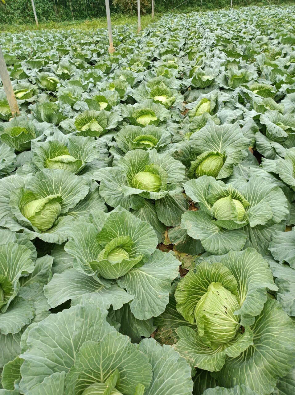 Product Info Image 5