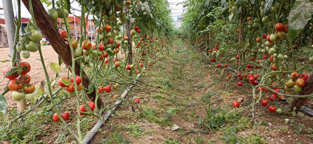 Product Info Image 1