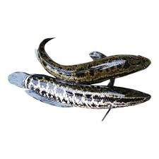 Product Info Image 1