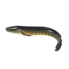 Product Info Image 2