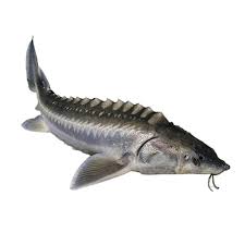 Product Info Image 1