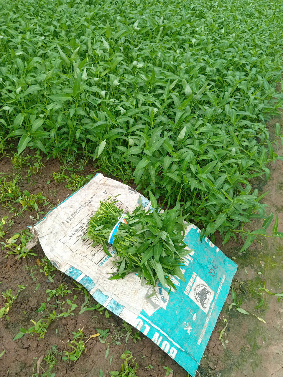 Product Info Image 1