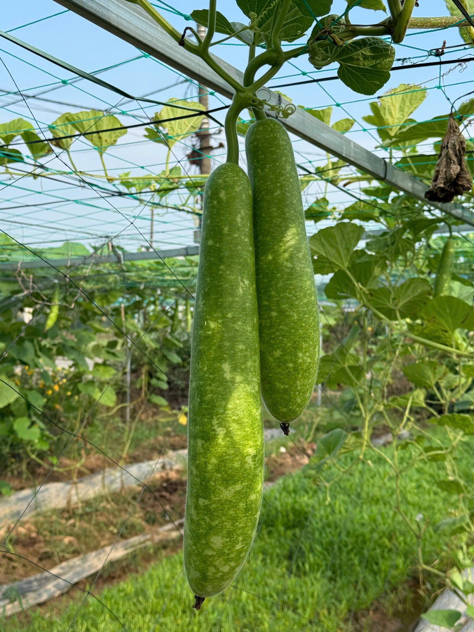 Product Info Image 17