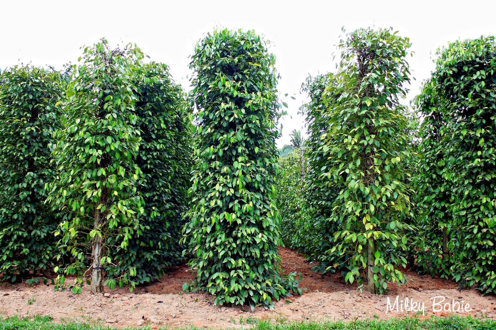 Product Info Image 1