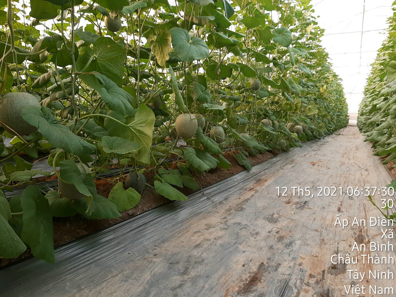 Product Info Image 9