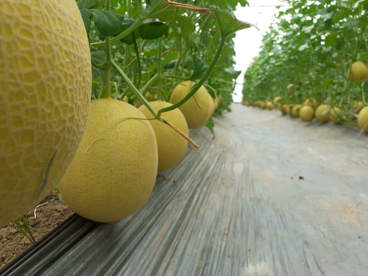 Product Info Image 10