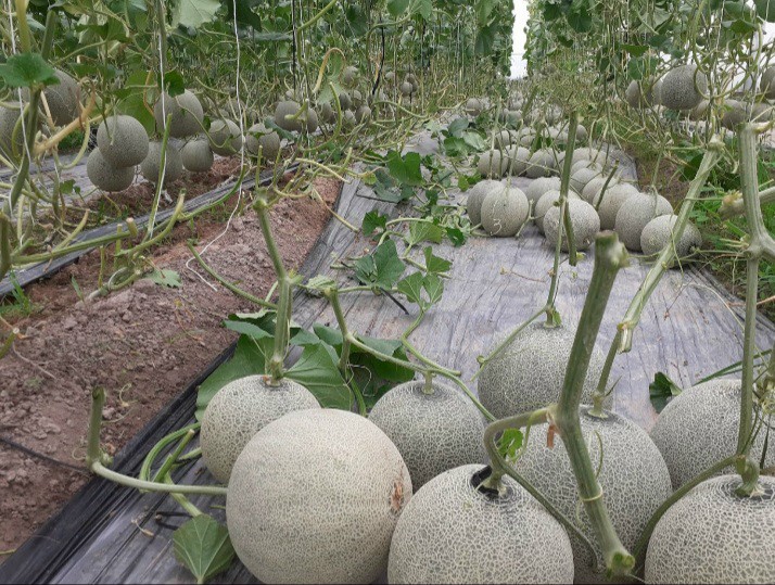 Product Info Image 11