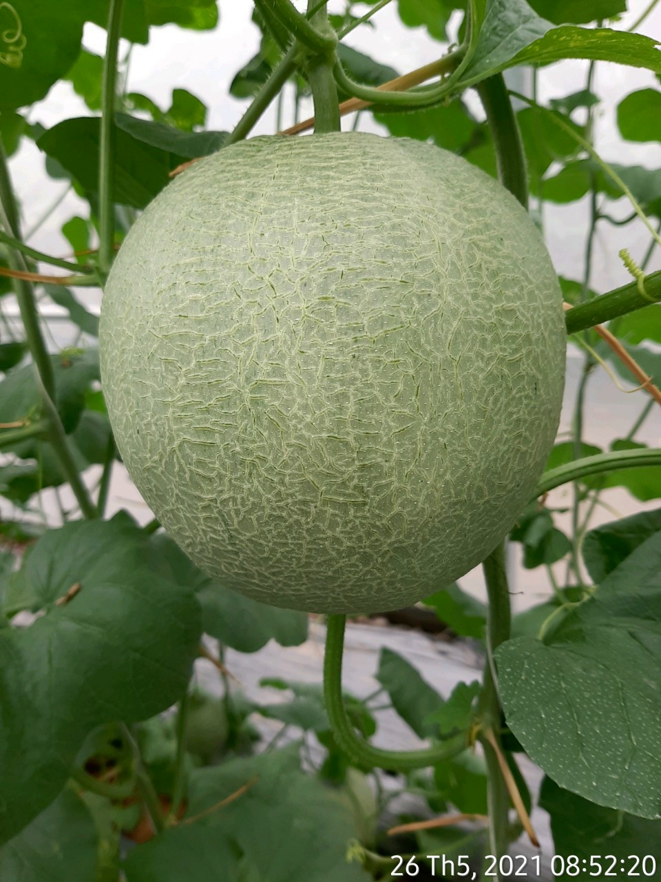 Product Info Image 1