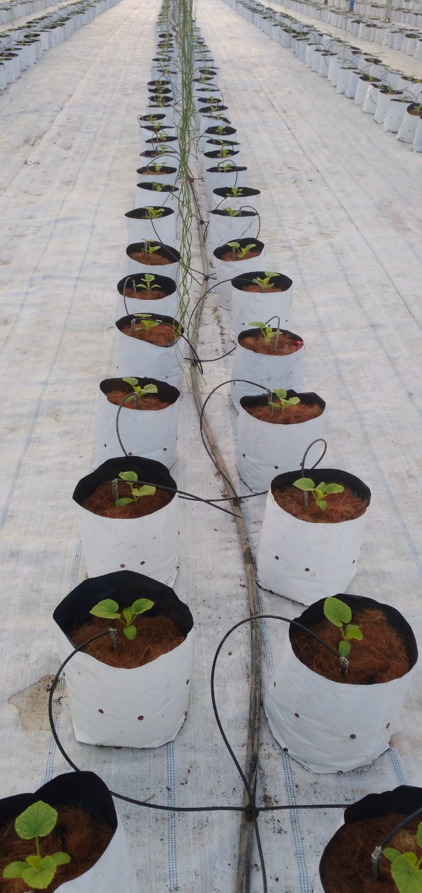 Product Info Image 4