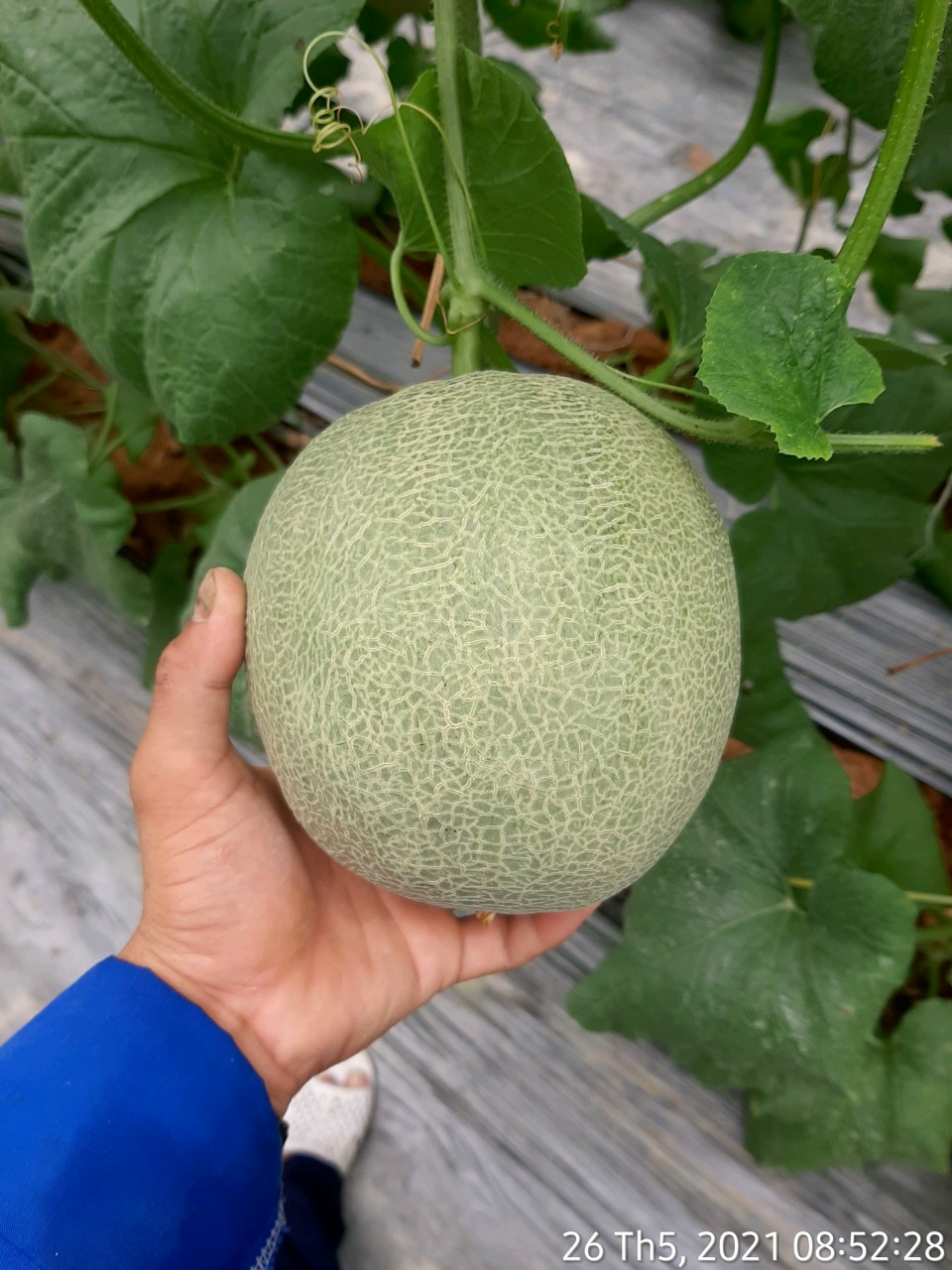 Product Info Image 2