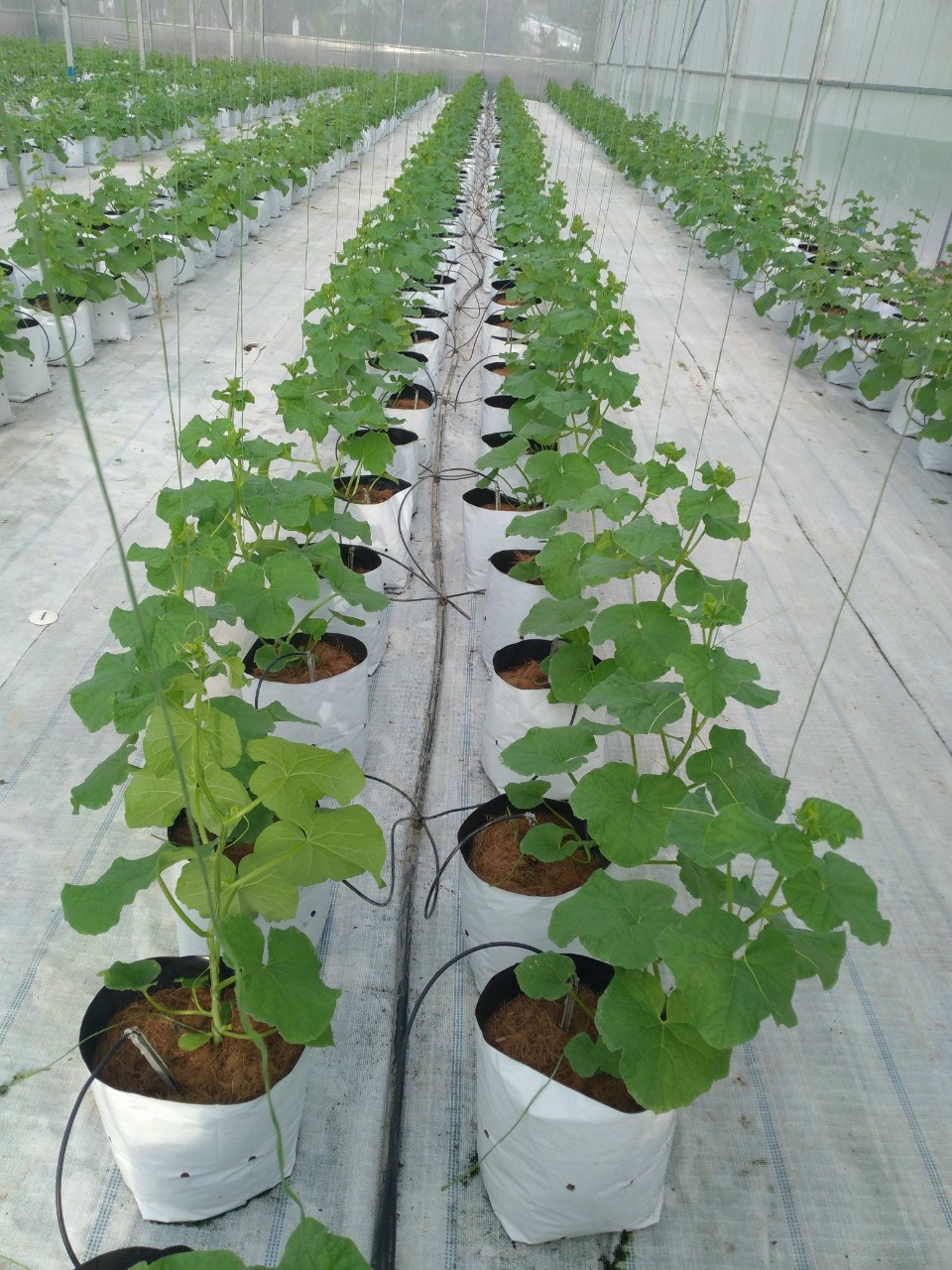 Product Info Image 5