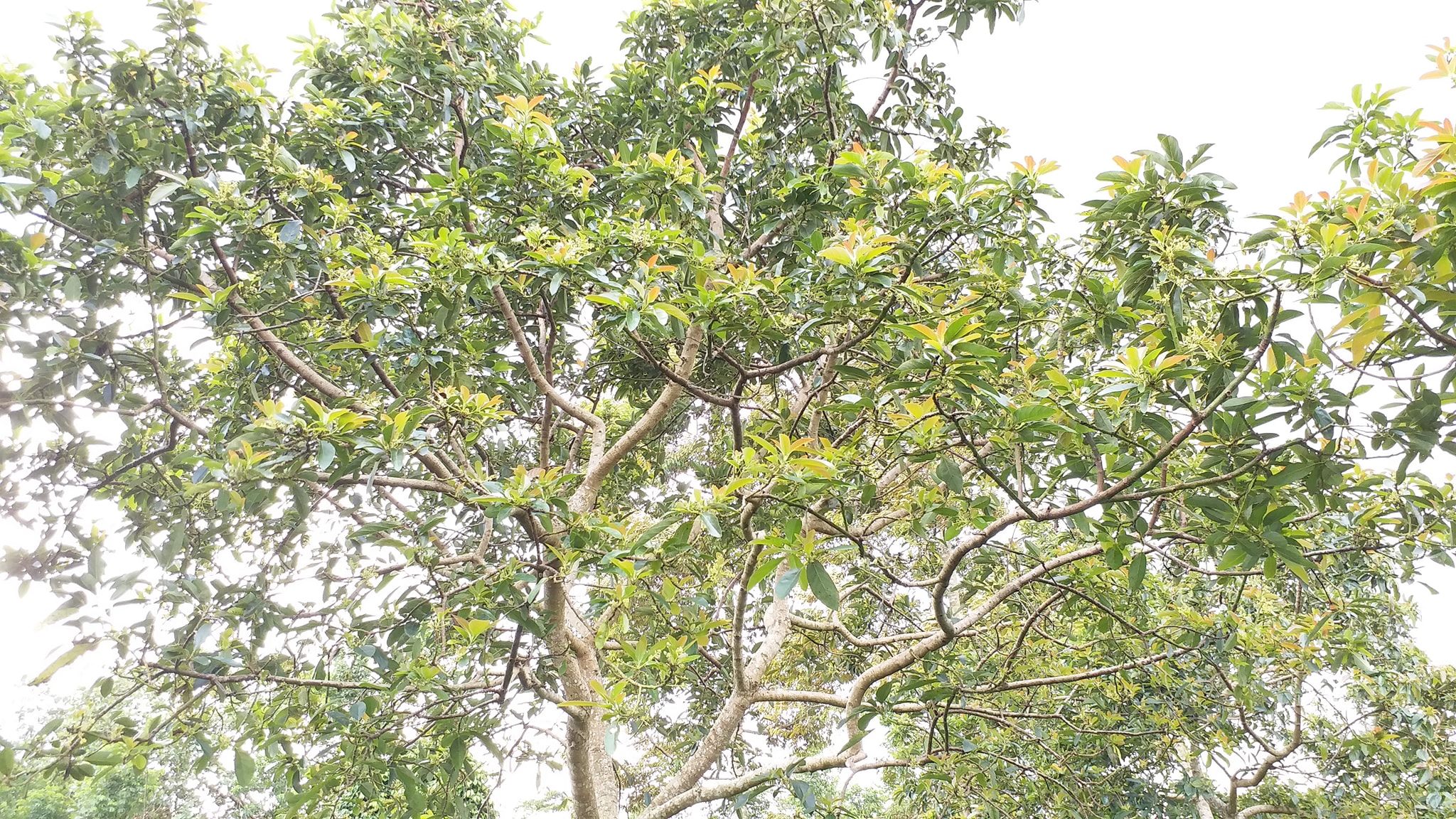 Product Info Image 2