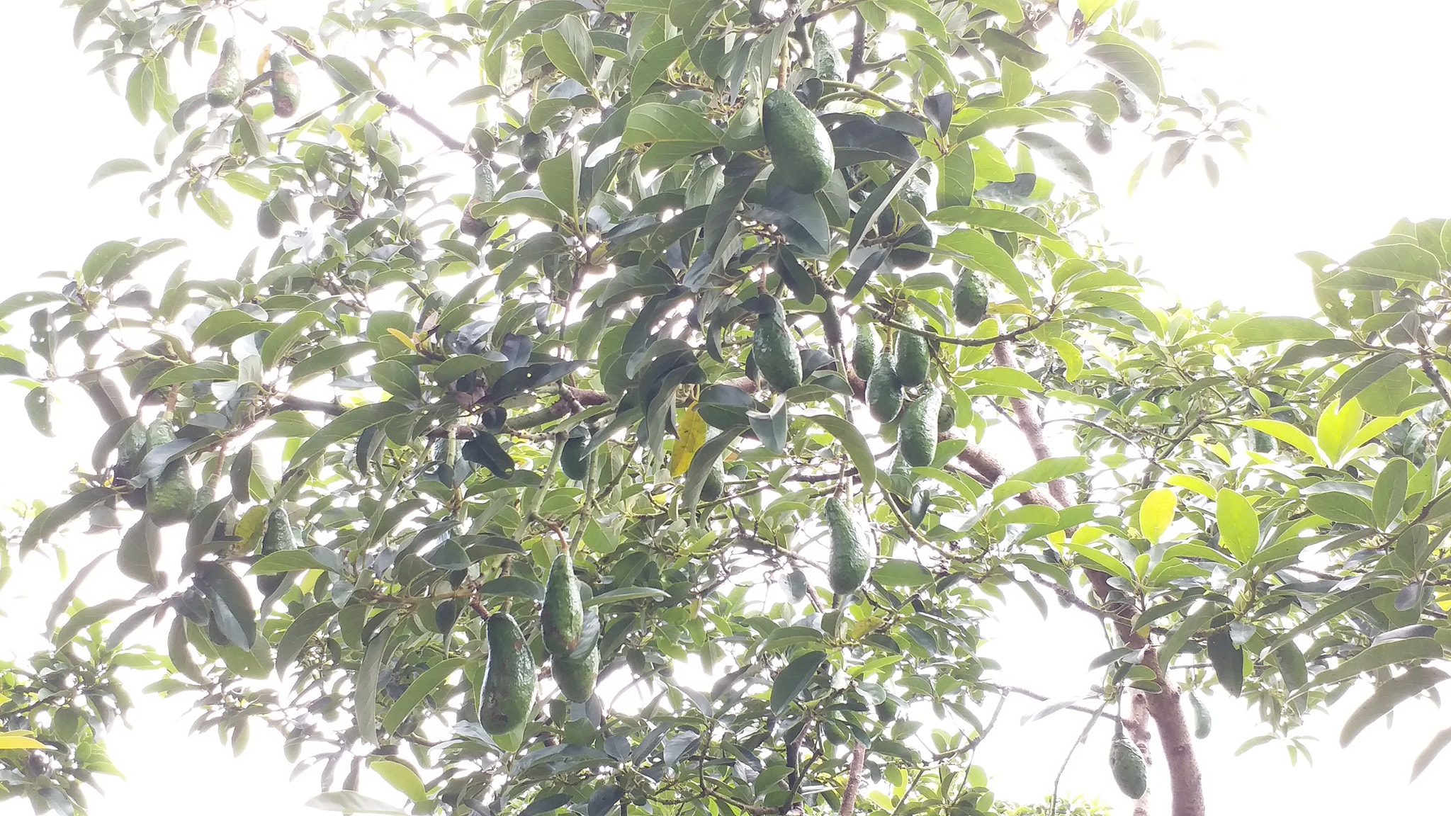 Product Info Image 3