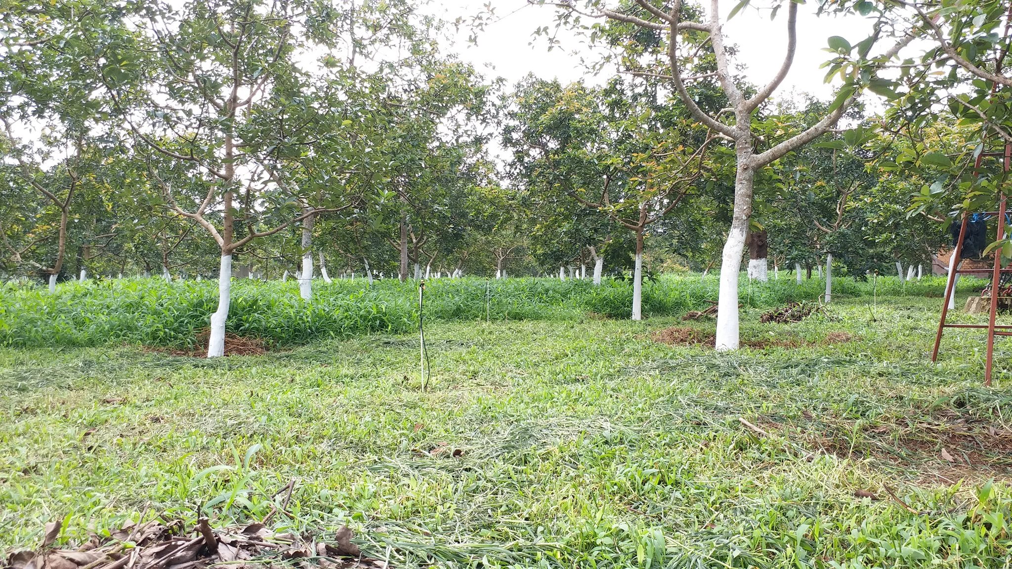 Product Info Image 1