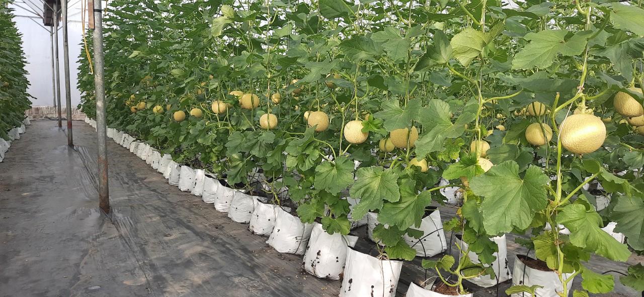 Product Info Image 1