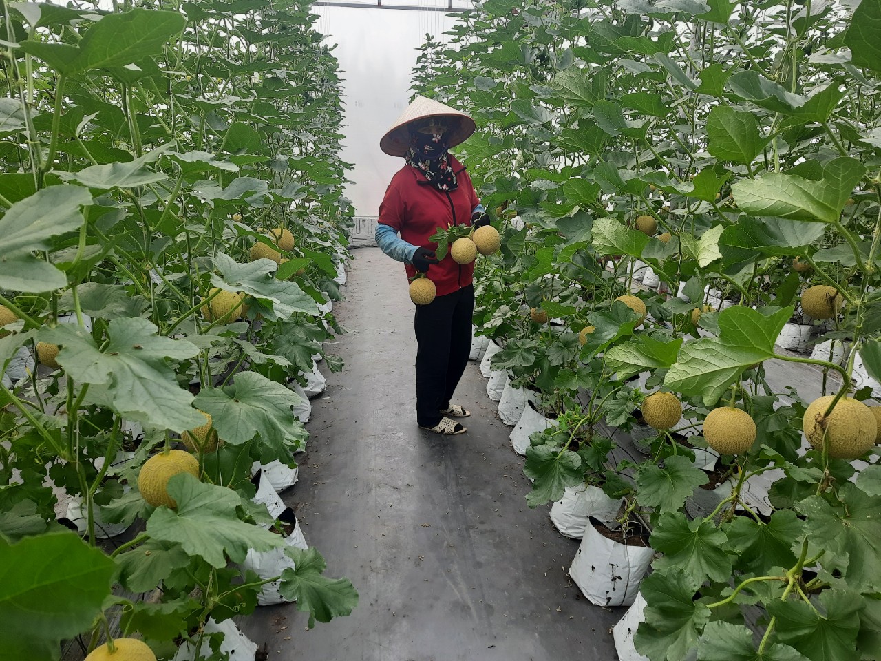 Product Info Image 5