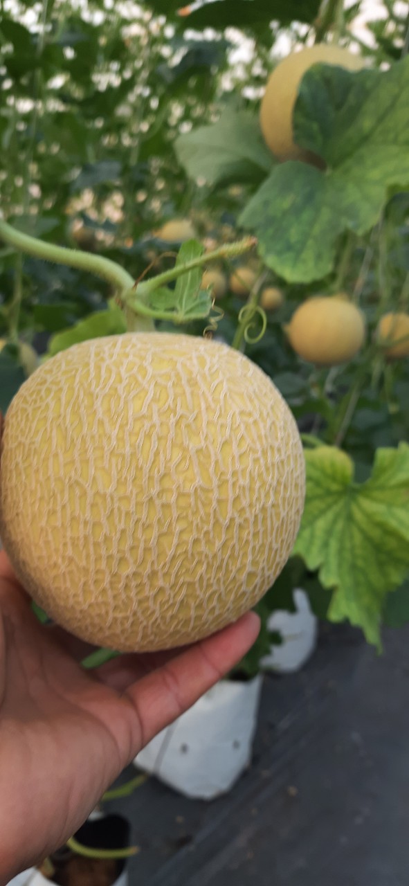 Product Info Image 2