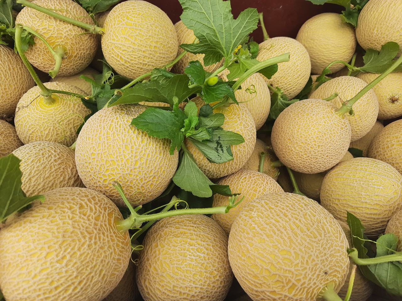 Product Info Image 8