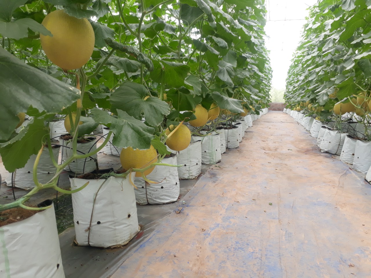 Product Info Image 7