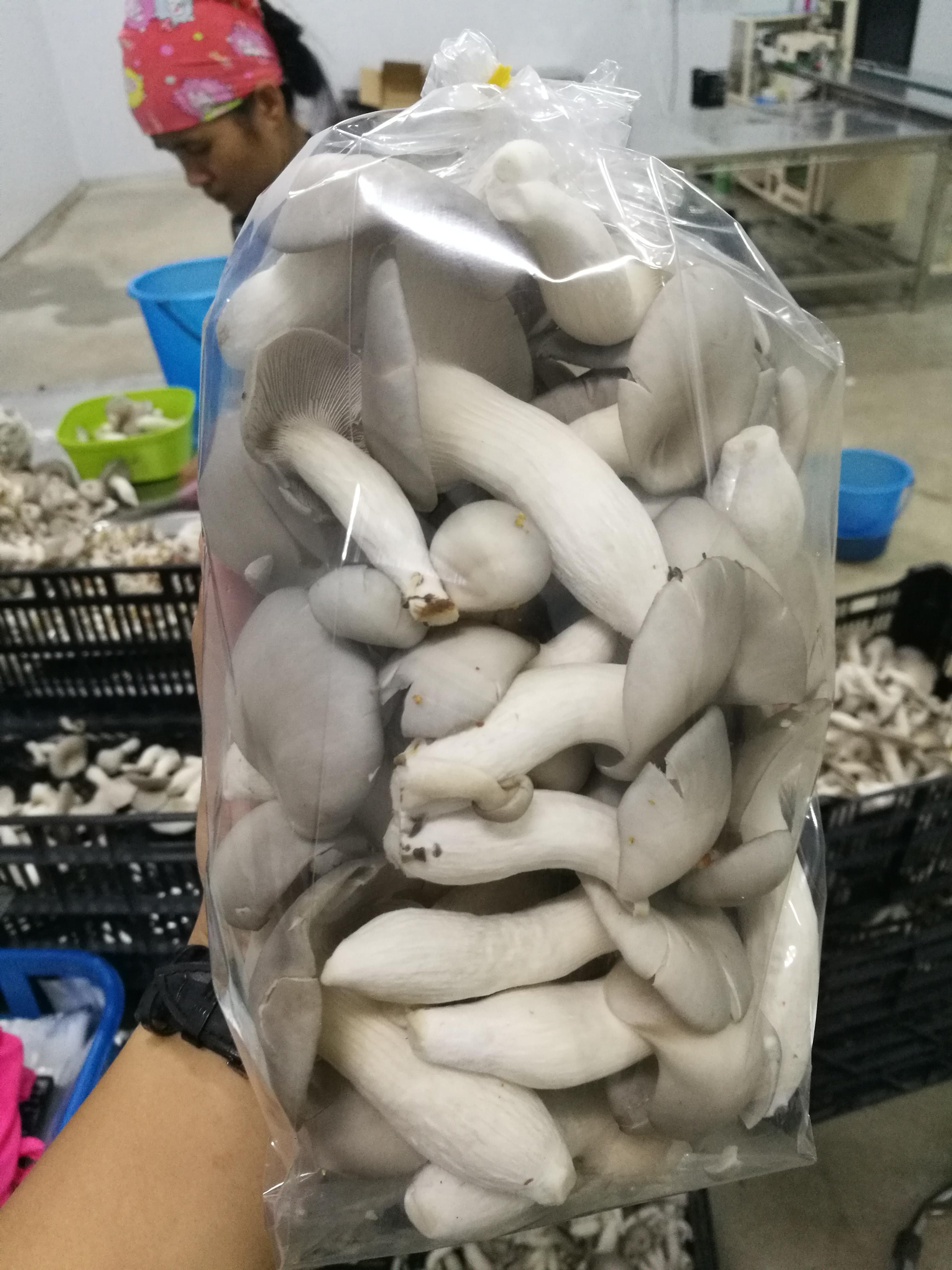 Product Info Image 1