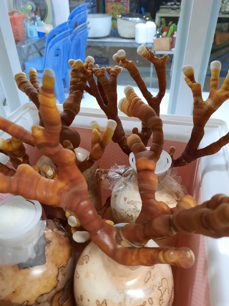 Product Info Image 1