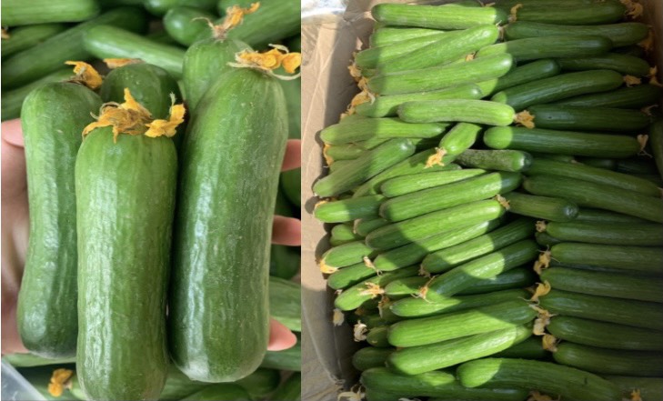 Product Info Image 1