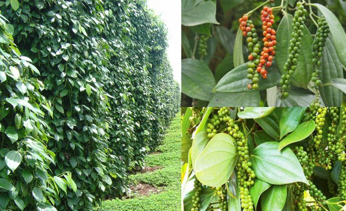 Product Info Image 1