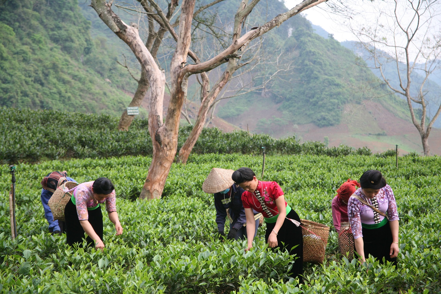 Product Info Image 5