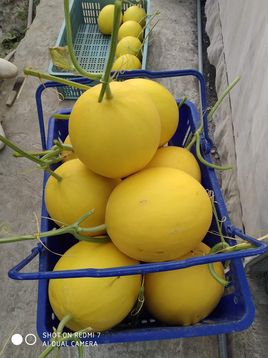 Product Info Image 4