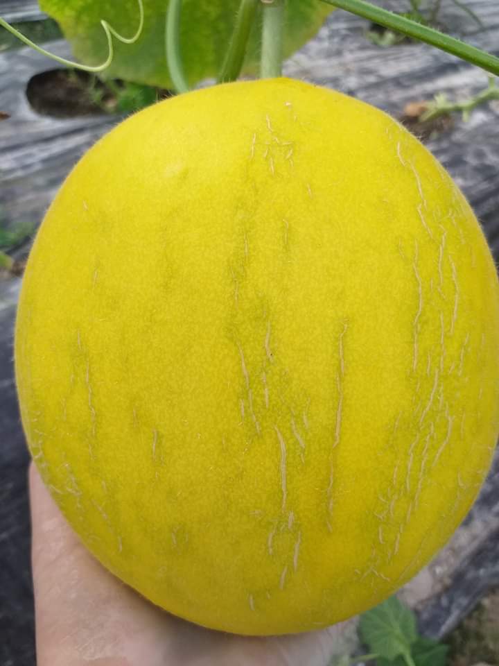 Product Info Image 5