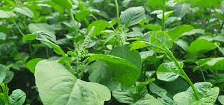 Product Info Image 1