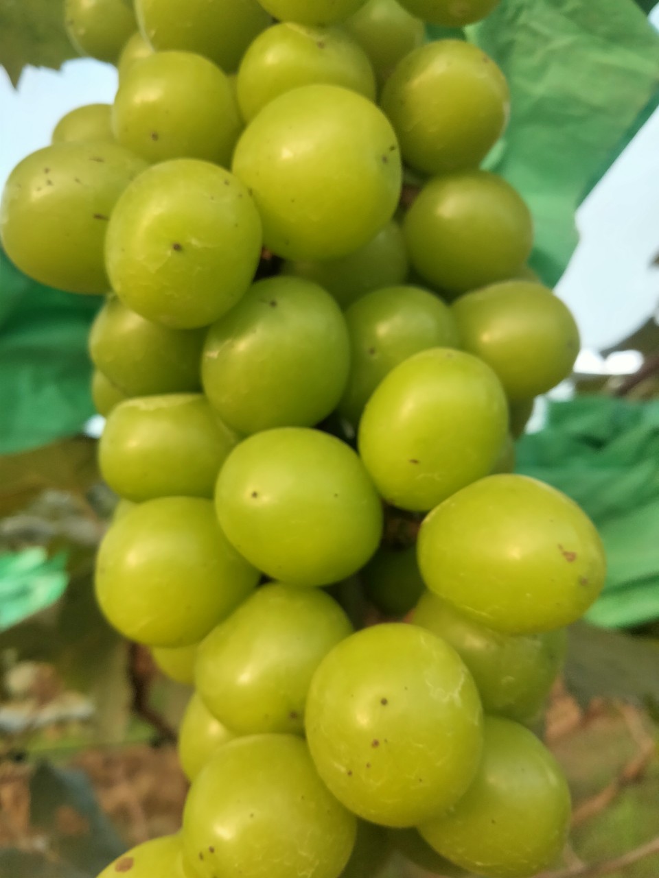 Product Info Image 1